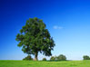 Critical Illness Insurance