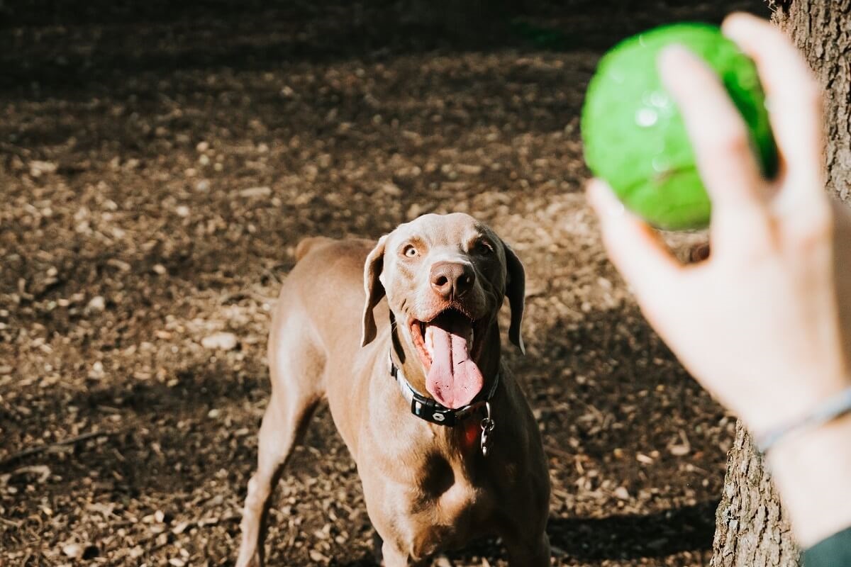 fetch dog with ball
