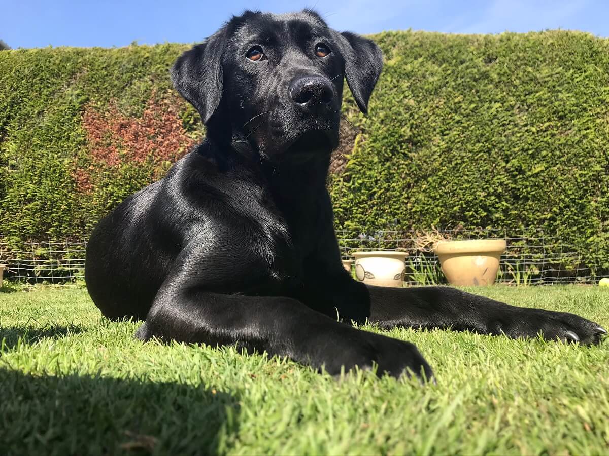 Rexlaed black labrador sitting on a sunny lawn in front of a hedge