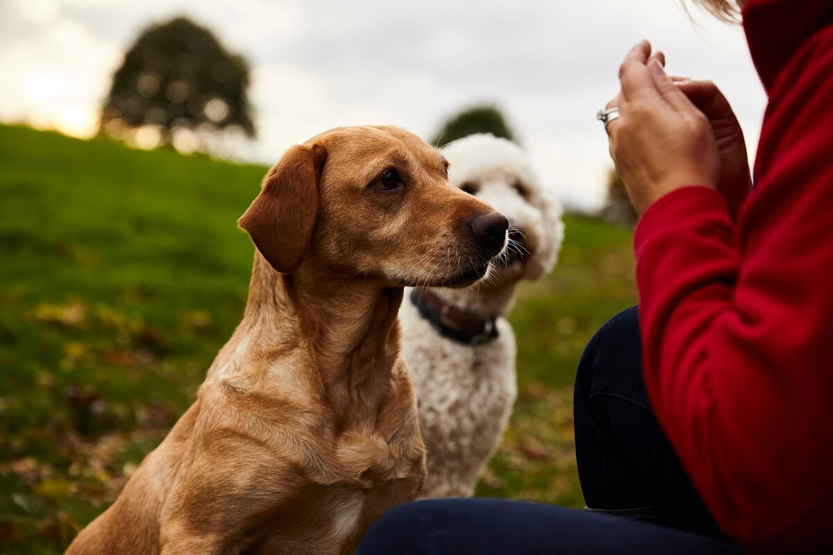 Oscars franchise dogs