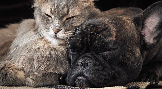 husse cat and dog lying together