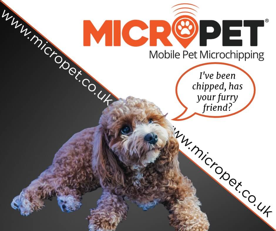 micropet franchise