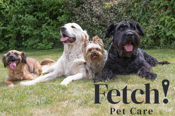 Fetch franchise banner