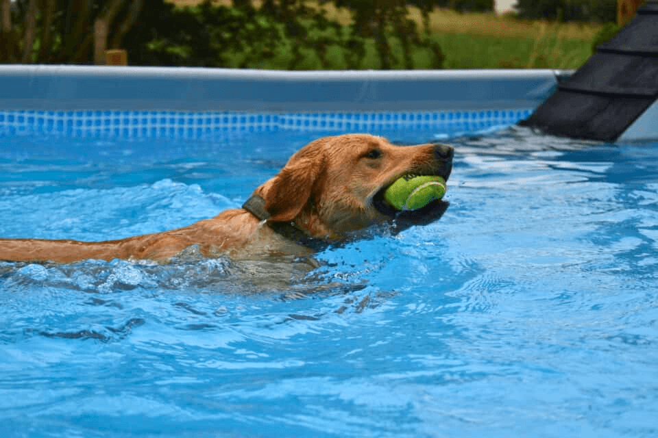 petpals-swim.png